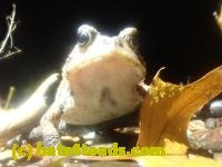 /home//u458753944/public_html/sourcegallery/////////////////////////McKaig Nature Center/2024-09-27/P9271596.JPG